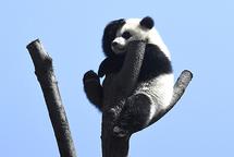 相关图片